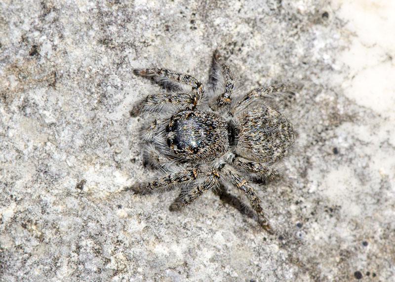 Salticidae: Philaeus chrysops, giovane - Campo Felice (AQ)